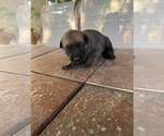 Small Photo #5 Malinois Puppy For Sale in LANCASTER, CA, USA