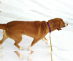 Small #9 Saint Bernard Mix