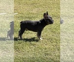 Small Photo #5 French Bulldog Puppy For Sale in DURANT, OK, USA