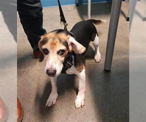 Beagle Dogs for adoption in Houston, TX, USA