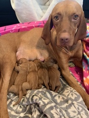 Mother of the Vizsla puppies born on 01/13/2019