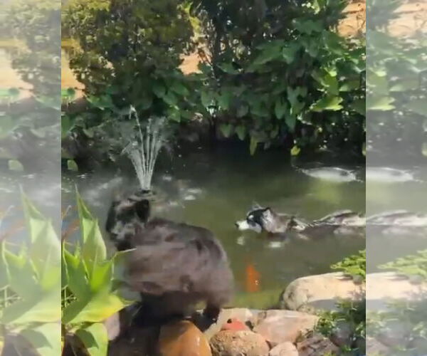 Medium Photo #8 Siberian Husky Puppy For Sale in Escondido, CA, USA