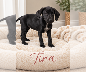Mutt Dogs for adoption in MIDWAY, UT, USA