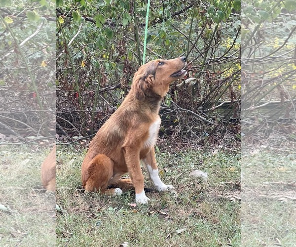 Medium Photo #4 Retriever -Unknown Mix Puppy For Sale in HOPKINSVILLE/PRINCETON, KY, NH, USA