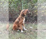 Small #3 Retriever  Mix