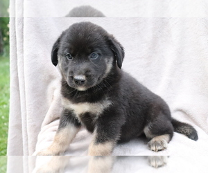 Labrador Retriever-Siberian Husky Mix Puppy for sale in SHILOH, OH, USA