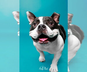 Bulldog-Unknown Mix Dogs for adoption in Shermans Dale, PA, USA