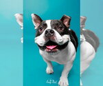 Small Photo #1 Bulldog-Unknown Mix Puppy For Sale in Shermans Dale, PA, USA