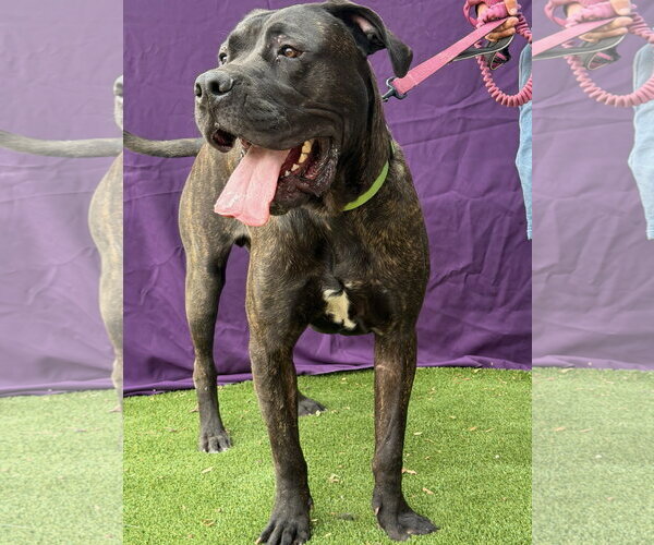 Medium Photo #2 Presa Canario Puppy For Sale in Goodyear, AZ, USA