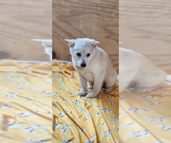 Medium Photo #1 Pomsky Puppy For Sale in GREENWOOD, WI, USA
