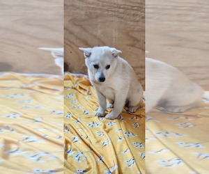 Medium Pomsky