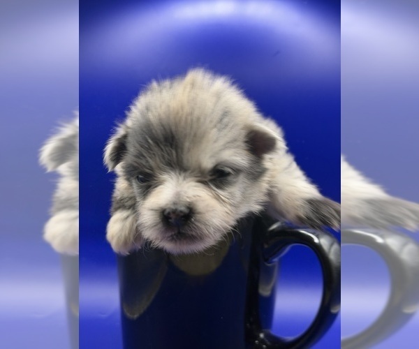 Medium Photo #4 Pomeranian Puppy For Sale in PORTLAND, ME, USA