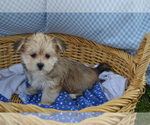 Puppy Blossom Yorkshire Terrier-Zuchon Mix