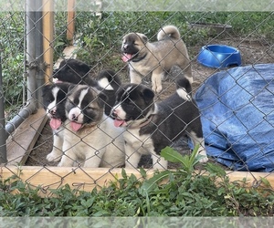 Akita Puppy for sale in FLORISSANT, MO, USA
