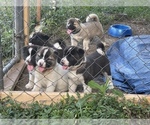 Small Photo #1 Akita Puppy For Sale in FLORISSANT, MO, USA
