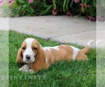 Small #2 Basset Hound