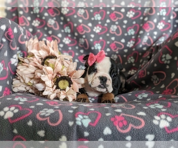 Medium Photo #7 English Bulldog Puppy For Sale in COCHRANVILLE, PA, USA