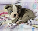 Small #12 Boston Terrier