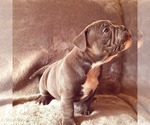 Small Photo #3 Olde English Bulldogge Puppy For Sale in KANSAS CITY, MO, USA
