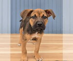 Small #1 Bulldog Mix