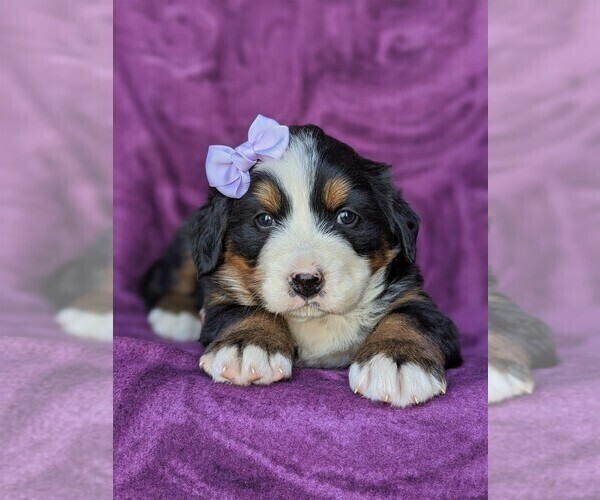 Medium Photo #6 Bernese Mountain Dog Puppy For Sale in DELTA, PA, USA