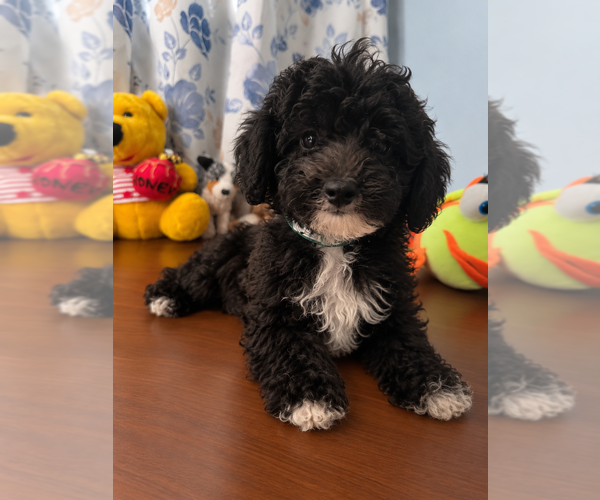 Medium Photo #10 Bichpoo Puppy For Sale in DURHAM, CT, USA