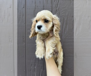 Cavalier King Charles Spaniel Puppy for sale in BALSAM LAKE, WI, USA