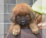 Small #4 Golden Shepherd