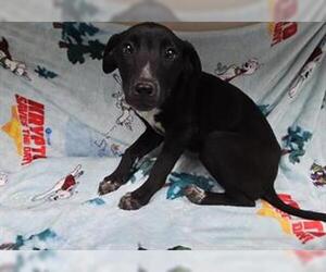 Doberman Pinscher-Unknown Mix Dogs for adoption in HESPERIA, CA, USA