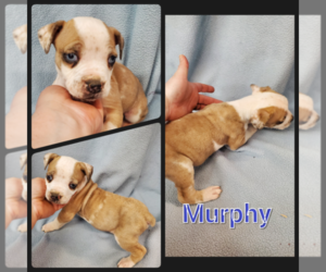 Olde English Bulldogge Puppy for sale in WHEELER, MI, USA