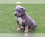 Puppy Puppy 11 Purple American Bully