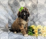 Small Photo #3 Saint Berdoodle Puppy For Sale in OXFORD, PA, USA