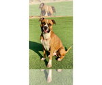 Small #12 Boxer Mix