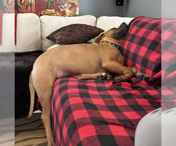 Medium Photo #6 American Pit Bull Terrier-Unknown Mix Puppy For Sale in Duluth, MN, USA