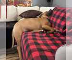 Small #5 American Pit Bull Terrier Mix