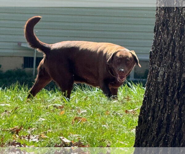 Medium Photo #3 Labrador Retriever Puppy For Sale in Monterey, VA, USA