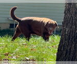 Small #2 Labrador Retriever