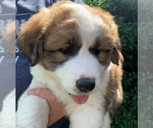 Great Bernese Puppy for sale in HEYWORTH, IL, USA