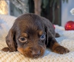 Small #7 Dachshund