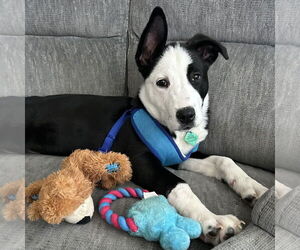 Labrador Retriever-Unknown Mix Dogs for adoption in Clarkston, MI, USA