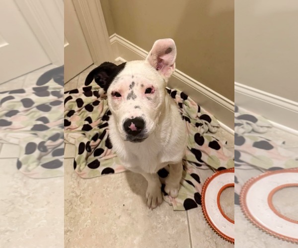 Medium Photo #1 American Bulldog-Unknown Mix Puppy For Sale in Germantown, OH, USA