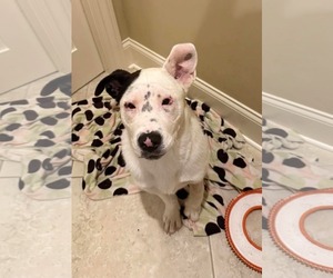 American Bulldog-Unknown Mix Dogs for adoption in Germantown, OH, USA