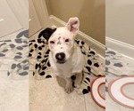 Small American Bulldog Mix