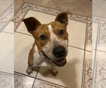Small Red Heeler-Staffordshire Bull Terrier Mix