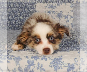 Miniature Australian Shepherd Puppy for sale in HARRISON, OH, USA