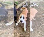 Small #1 Great Pyrenees Mix