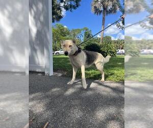 Gerberian Shepsky Dogs for adoption in Palmetto, FL, USA