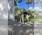A139808 - Female Gerberian Shepsky Dog for Adoption - Small photo
