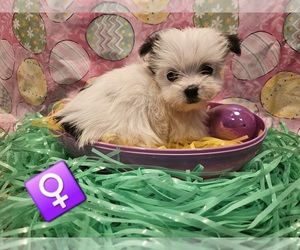 Morkie Puppy for sale in KATY, TX, USA