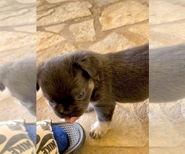 Medium Photo #6 French Bulldog Puppy For Sale in CHARLESTON, SC, USA